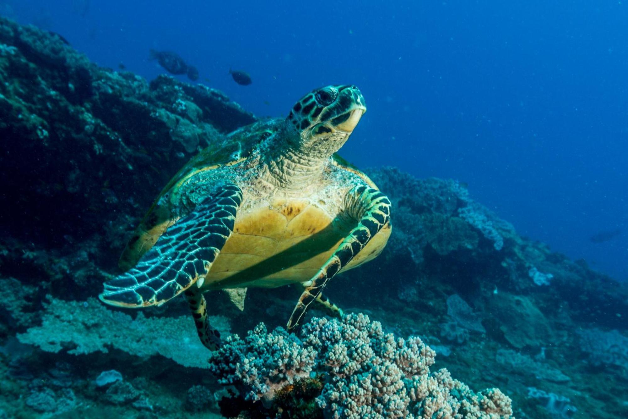 Sodwana Bay Lodge Dive & Fishing Resort Екстериор снимка